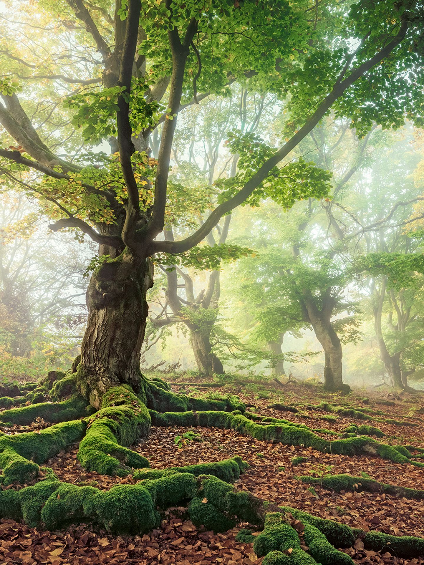 Wurzeln einer Rotbuche im hessischen Kellerwald