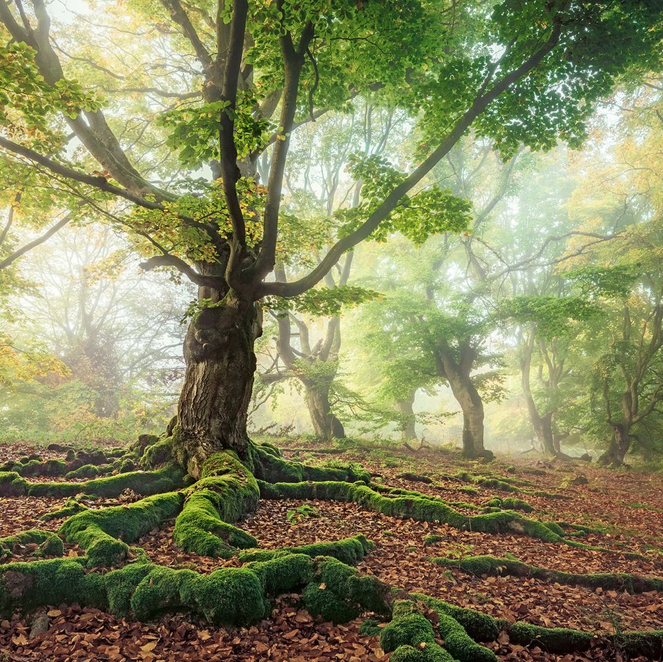 Wurzeln einer Rotbuche im hessischen Kellerwald