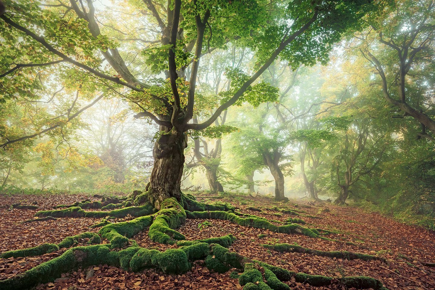 Wurzeln einer Rotbuche im hessischen Kellerwald