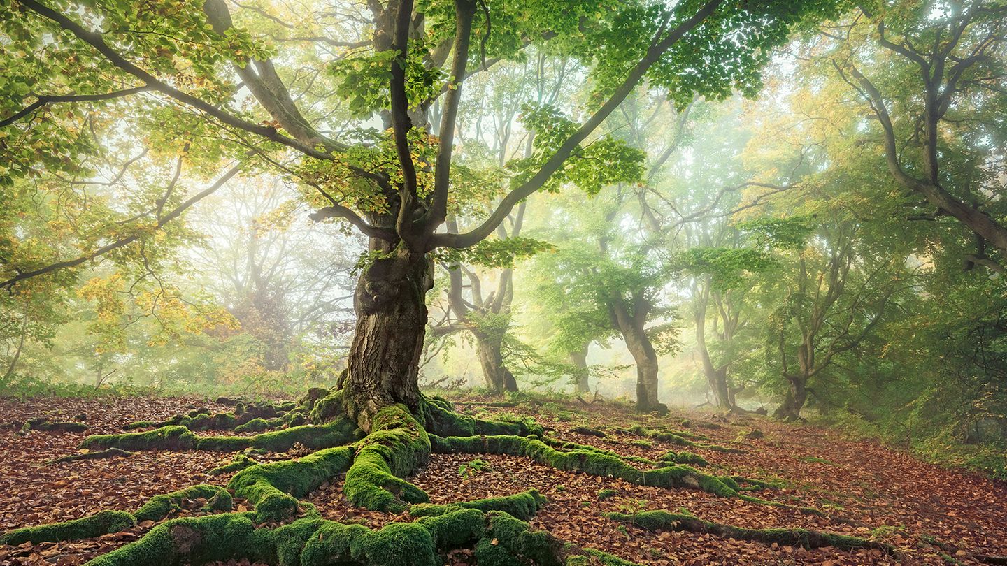 GEO - Kalender: Sehnsucht Wald 2026 - Wandkalender 60x55 Cm, Naturkale - View #2