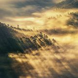 Waldkiefern im Pfälzer Wald zeichnen Schattenlinien in den Nebel