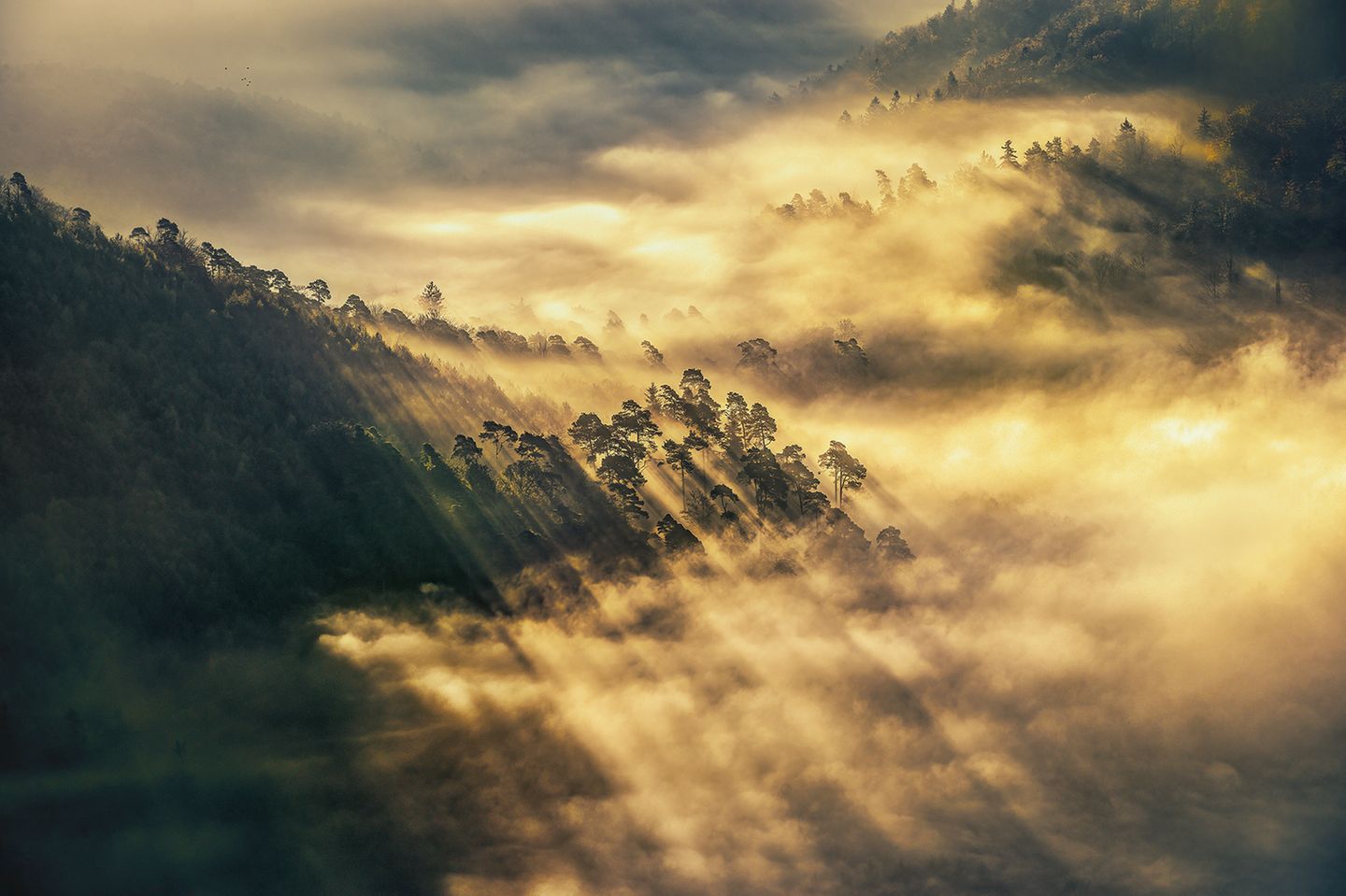 Waldkiefern im Pfälzer Wald zeichnen Schattenlinien in den Nebel