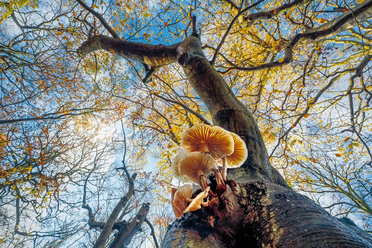 Buchenschleimrübling