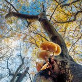 Buchenschleimrübling