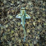 Vollmond über Port Phillip Bay bei Melbourne – und das Schauspiel beginnt: Zehntausende Spinnenkrabben sammeln sich, um ihren Panzer abzustreifen. Für Stunden sind sie weich, leichte Beute für Haie und Rochen. Ihr Schutz: die Masse. Mitten über dem wimmelnden Heer zieht ein Port-Jackson-Hai seine Bahn.