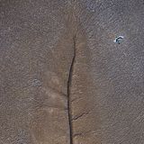 Kein totes Blatt – sondern Schlammflächen nach der Ebbe, gezeichnet von gewaltigen Gezeiten im westlichen Australien. Aus der Luft wirkt die gigantische Struktur jedoch blattförmig, beobachtete Fotograf Charles Davis. Genau im Moment, als ein Riesenstorch über die Fläche streicht, bringt die Kamera beide Bilder zusammen: Das vermeintliche Blatt und davor der filigrane Vogel mit hübschem Gefieder.