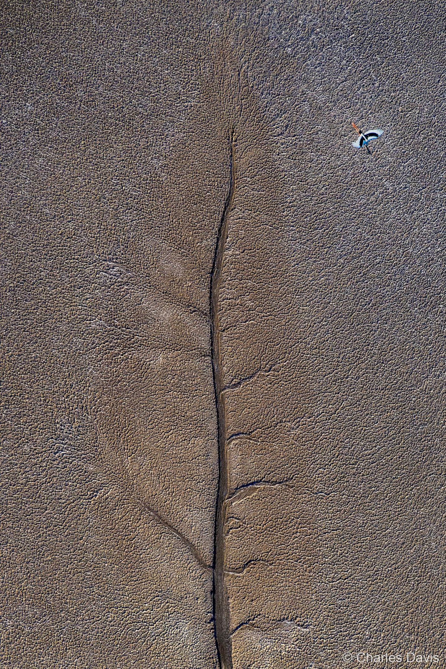 Sieg in der Kategorie Luftaufnahmen: "Jabiru-Blatt" Kein totes Blatt – sondern Schlammflächen nach der Ebbe, gezeichnet von gewaltigen Gezeiten im westlichen Australien. Aus der Luft wirkt die gigantische Struktur jedoch blattförmig, beobachtete Fotograf Charles Davis. Genau im Moment, als ein Riesenstorch über die Fläche streicht, bringt die Kamera beide Bilder zusammen: Das vermeintliche Blatt und davor der filigrane Vogel mit hübschem Gefieder.