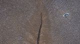 Kein totes Blatt – sondern Schlammflächen nach der Ebbe, gezeichnet von gewaltigen Gezeiten im westlichen Australien. Aus der Luft wirkt die gigantische Struktur jedoch blattförmig, beobachtete Fotograf Charles Davis. Genau im Moment, als ein Riesenstorch über die Fläche streicht, bringt die Kamera beide Bilder zusammen: Das vermeintliche Blatt und davor der filigrane Vogel mit hübschem Gefieder.
