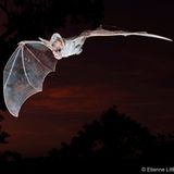 Gespensterfledermäuse sind selten und scheu. Sie brauchen ganz bestimmte Schlafplätze. Nach Jahren nächtlicher Beobachtung mit Wärmebildoptik kennt Fotograf Etienne Littlefair inzwischen einige ihrer festen Zufluchtsorte in den Felsen rund um sein Zuhause. Am 1. Januar 2025 gelang ihm dort diese spekutakuläre Aufnahme nahe dem Adelaide River im australischen Northern Territory – ein fulminanter Start ins neue Jahr, wie er sagt. 