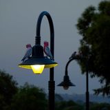 Verträumte Morgenstimmung im australischen Vorort Hewett: Zwei Rosakakadus balancieren vor Tagesanbruch auf einer sanft leuchtenden Laterne – festgehalten wurde die friedliche Komposition von der 16-jährigen Isabella Rogers.