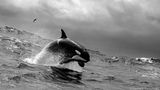 Kraftvoll hebt sich Orca WA007 aus den Wellen. Der Tiefseespalt Bremer Canyon liegt etwa 65 Kilometer von der abgelegenen Südküste Westaustraliens entfernt. Eben hat die porträtierte Orca-Dame einen Cuvier-Schnabelwal erlegt. Während sie verspielt in die Luft springt, hängen die Eingeweide des Opfers noch wie eine Luftschlange aus ihrem Maul, beobachtete Fotografin Rachelle Mackintosh. Rund 300 Schwertwale sind in diesem abgelegenen Meereseinschnitt erfasst. Neue Studien deuten darauf hin, dass es sich bei der Gruppe um einen eigenen Ökotyp handeln könnte – also um Orcas, die unter etwas andersartigen ökologischen Bedingungen leben und daher andere morphologische Merkmale aufweisen als ihre Artgenossen. 