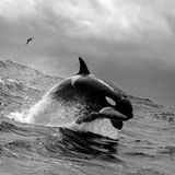 Kraftvoll hebt sich Orca WA007 aus den Wellen. Der Tiefseespalt Bremer Canyon liegt etwa 65 Kilometer von der abgelegenen Südküste Westaustraliens entfernt. Eben hat die porträtierte Orca-Dame einen Cuvier-Schnabelwal erlegt. Während sie verspielt in die Luft springt, hängen die Eingeweide des Opfers noch wie eine Luftschlange aus ihrem Maul, beobachtete Fotografin Rachelle Mackintosh. Rund 300 Schwertwale sind in diesem abgelegenen Meereseinschnitt erfasst. Neue Studien deuten darauf hin, dass es sich bei der Gruppe um einen eigenen Ökotyp handeln könnte – also um Orcas, die unter etwas andersartigen ökologischen Bedingungen leben und daher andere morphologische Merkmale aufweisen als ihre Artgenossen. 