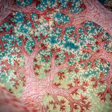 Ein Blick ins Innere einer Weißen Bäumchenweichkoralle. Ihr Name kommt nicht von ungefähr: Zahllose kleine, rundliche Polypen, wie Knospen, verleihen ihr die bäumchenähnliche Form. Diese Aufnahme verdankt ihre ungewöhnliche Perspektive einer besonderen Optik – der Nauticam EMWL, einer speziellen Unterwasserkameralinse. Knipsen konnte Fotograf und Wettbewerbssieger Ross Gudgeon das besondere Bild in der Lembeh-Straße, einer Meerenge an der Ostküste von Nord-Sulawesi, Indonesien.