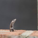 Eine winzige Eidechse – in Australien als "Common garden skink" bekannt – gefangen in einem Spalt einer Backsteinmauer. Vergeblich windet sie sich hin und her, minutenlang schien kein Entrinnen möglich. Doch schließlich gelang dem wendigen Tier die Flucht. Beobachtet hat Fotografin Sara Corlis das tapfere Ringen des kleinen Tiers in Sydney. 