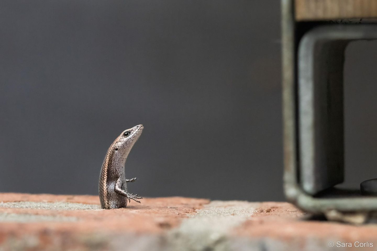 Sieg in der Kategorie Unser Einfluss: "Skink in der Klemme" Eine winzige Eidechse – in Australien als "Common garden skink" bekannt – gefangen in einem Spalt einer Backsteinmauer. Vergeblich windet sie sich hin und her, minutenlang schien kein Entrinnen möglich. Doch schließlich gelang dem wendigen Tier die Flucht. Beobachtet hat Fotografin Sara Corlis das tapfere Ringen des kleinen Tiers in Sydney.
