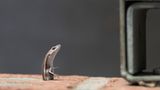 Eine winzige Eidechse – in Australien als "Common garden skink" bekannt – gefangen in einem Spalt einer Backsteinmauer. Vergeblich windet sie sich hin und her, minutenlang schien kein Entrinnen möglich. Doch schließlich gelang dem wendigen Tier die Flucht. Beobachtet hat Fotografin Sara Corlis das tapfere Ringen des kleinen Tiers in Sydney. 