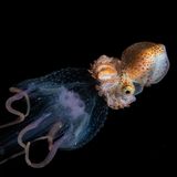 Allnächtlich findet das größte Tierwanderungsschauspiel der Erde statt: Milliarden Meeresbewohner steigen aus der Tiefe zur Oberfläche, geschützt vom Dunkel, um Nahrung zu finden. Mitten darin ein kurioses Paar: Ein Papierboot reitet auf einer treibenden Qualle – eine Begegnung wie aus einer anderen Welt. Papierboote oder Argonauten gehören zur Gattung der Kopffüßer und sind mit den Kraken verwandt.