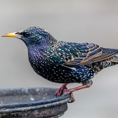 Viele Vögel können mit der klassischen Körnermischung im Vogelhaus nur wenig anfangen. Weichfutterfresser freuen sich über Äpfel, Haferflocken oder Rosinen in Bodennähe