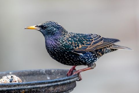 Viele Vögel können mit der klassischen Körnermischung im Vogelhaus nur wenig anfangen. Weichfutterfresser freuen sich über Äpfel, Haferflocken oder Rosinen in Bodennähe