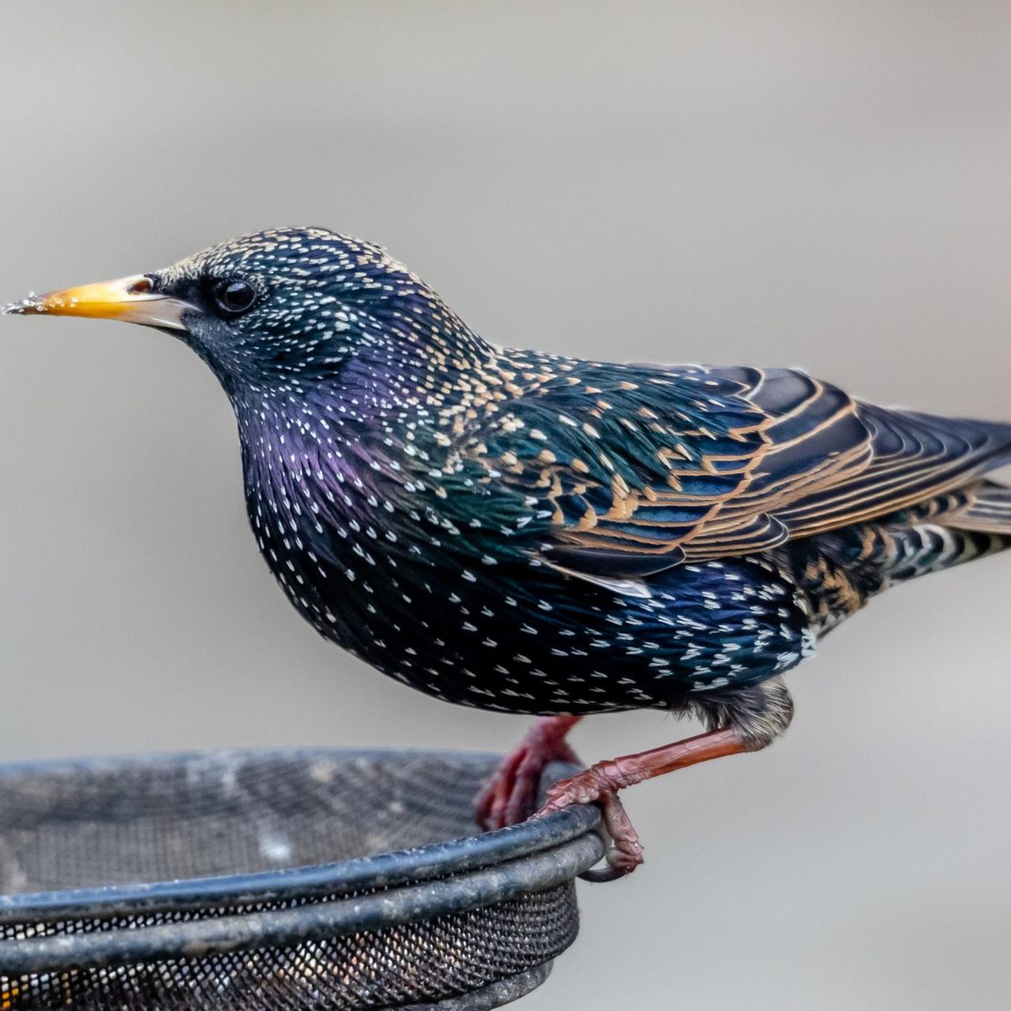 Viele Vögel können mit der klassischen Körnermischung im Vogelhaus nur wenig anfangen. Weichfutterfresser freuen sich über Äpfel, Haferflocken oder Rosinen in Bodennähe