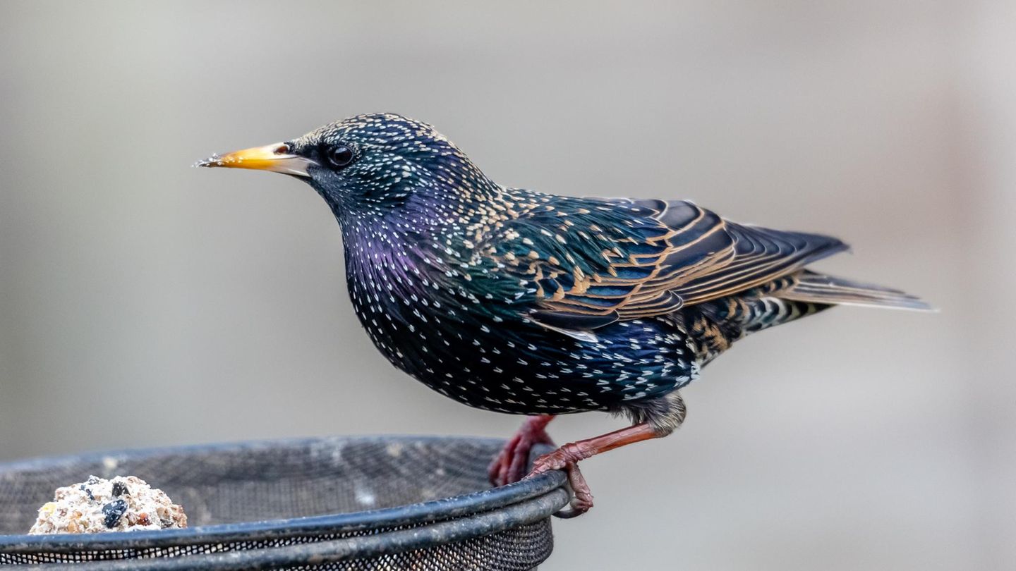 Viele Vögel können mit der klassischen Körnermischung im Vogelhaus nur wenig anfangen. Weichfutterfresser freuen sich über Äpfel, Haferflocken oder Rosinen in Bodennähe
