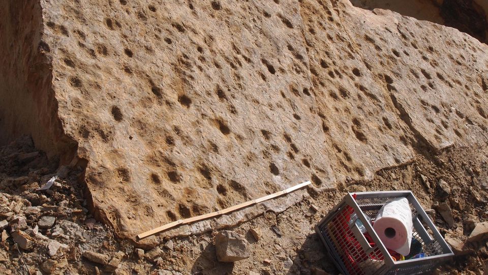 Evolution: Im flachen Uferbereich eines Meeres haben Lungenfische vor 400 Millionen Jahren ihre Abdrücke hinterlassen Im flachen Uferbereich eines Meeres haben Lungenfische vor 400 Millionen Jahren ihre Abdrücke hinterlassen