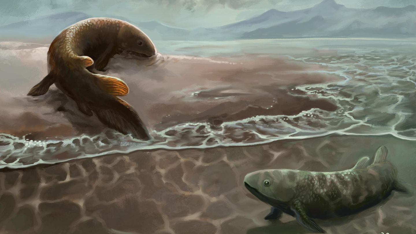So könnten sich Lungenfische vor rund 400 Millionen Jahren im Uferschlick fortbewegt haben
