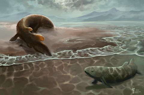 So könnten sich Lungenfische vor rund 400 Millionen Jahren im Uferschlick fortbewegt haben