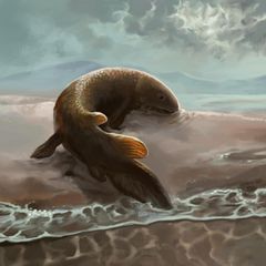 So könnten sich Lungenfische vor rund 400 Millionen Jahren im Uferschlick fortbewegt haben