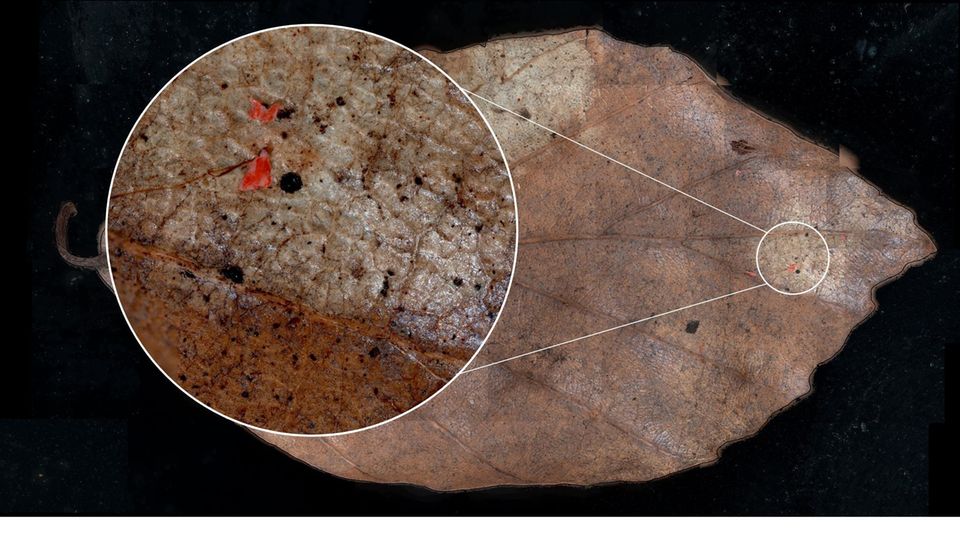 Umwelt: Mikroplastik auf einem welken Buchenblatt: Das Forschungsteam entwickelte eine spezielle Methode, um Mikroplastik von Blattoberflächen zu analysieren Mikroplastik auf einem welken Buchenblatt: Das Forschungsteam entwickelte eine spezielle Methode, um Mikroplastik von Blattoberflächen zu analysieren