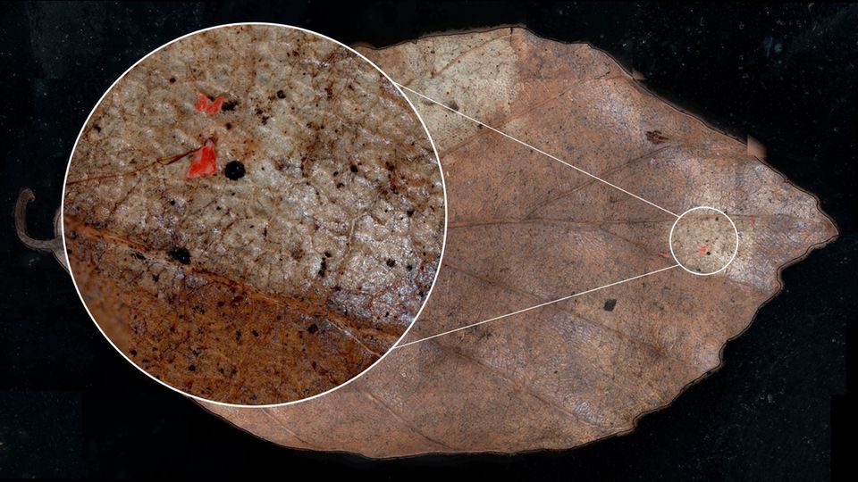 Mikroplastik auf einem welken Buchenblatt: Das Forschungsteam entwickelte eine spezielle Methode, um Mikroplastik von Blattoberflächen zu analysieren