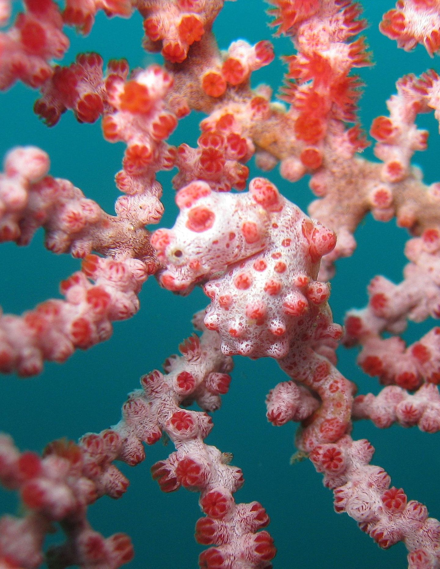 Ein Zwerg-Seepferdchen (Hippocampus bargibanti). Nur zwei Zentimeter groß und außergewöhnlich gut getarnt, schwimmt das winzige Wesen zwischen den knorpeligen Korallen. Die kurzen Schnauzen der Seepferdchen sind den Polypen der Gorgonien-Korallen zum Verwechseln ähnlich. Qiang Lin vom South China Sea Institute of Oceanology und Axel Meyer von der Universität Konstanz fanden nun heraus, dass das Fehlen eines Gens namens hoxa2b für die Stupsnase verantwortlich ist. Eigentlich sorgt es bei Seepferdchen für ein weiteres Wachstum der Schnauze. Doch das würde die perfekte Mimese zerstören.    Die Symbiose mit der Gorginie ist für das Zwerg-Seepferdchen überlebenswichtig: Weil die Koralle antimikrobielle Stoffe produziert, die es vor Krankheiten schützen, haben sich Gene seines Immunsystems ausgeschaltet. Gleichzeitig kann das Gift der Korallen dem Seepferdchen nichts anhaben, sodass es sich liebevoll mit seinem Schwanz festhalten kann.    KW 35