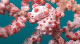 Ein Zwerg-Seepferdchen (Hippocampus bargibanti). Nur zwei Zentimeter groß und außergewöhnlich gut getarnt, schwimmt das winzige Wesen zwischen den knorpeligen Korallen. Die kurzen Schnauzen der Seepferdchen sind den Polypen der Gorgonien-Korallen zum Verwechseln ähnlich. Qiang Lin vom South China Sea Institute of Oceanology und Axel Meyer von der Universität Konstanz fanden nun heraus, dass das Fehlen eines Gens namens hoxa2b für die Stupsnase verantwortlich ist. Eigentlich sorgt es bei Seepferdchen für ein weiteres Wachstum der Schnauze. Doch das würde die perfekte Mimese zerstören.    Die Symbiose mit der Gorginie ist für das Zwerg-Seepferdchen überlebenswichtig: Weil die Koralle antimikrobielle Stoffe produziert, die es vor Krankheiten schützen, haben sich Gene seines Immunsystems ausgeschaltet. Gleichzeitig kann das Gift der Korallen dem Seepferdchen nichts anhaben, sodass es sich liebevoll mit seinem Schwanz festhalten kann.    KW 35