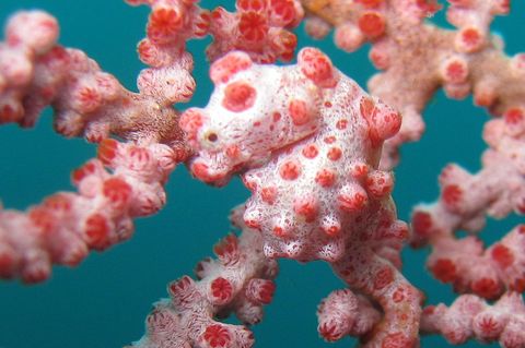 Ein Zwerg-Seepferdchen (Hippocampus bargibanti). Nur zwei Zentimeter groß und außergewöhnlich gut getarnt, schwimmt das winzige Wesen zwischen den knorpeligen Korallen. Die kurzen Schnauzen der Seepferdchen sind den Polypen der Gorgonien-Korallen zum Verwechseln ähnlich. Qiang Lin vom South China Sea Institute of Oceanology und Axel Meyer von der Universität Konstanz fanden nun heraus, dass das Fehlen eines Gens namens hoxa2b für die Stupsnase verantwortlich ist. Eigentlich sorgt es bei Seepferdchen für ein weiteres Wachstum der Schnauze. Doch das würde die perfekte Mimese zerstören.    Die Symbiose mit der Gorginie ist für das Zwerg-Seepferdchen überlebenswichtig: Weil die Koralle antimikrobielle Stoffe produziert, die es vor Krankheiten schützen, haben sich Gene seines Immunsystems ausgeschaltet. Gleichzeitig kann das Gift der Korallen dem Seepferdchen nichts anhaben, sodass es sich liebevoll mit seinem Schwanz festhalten kann.    KW35