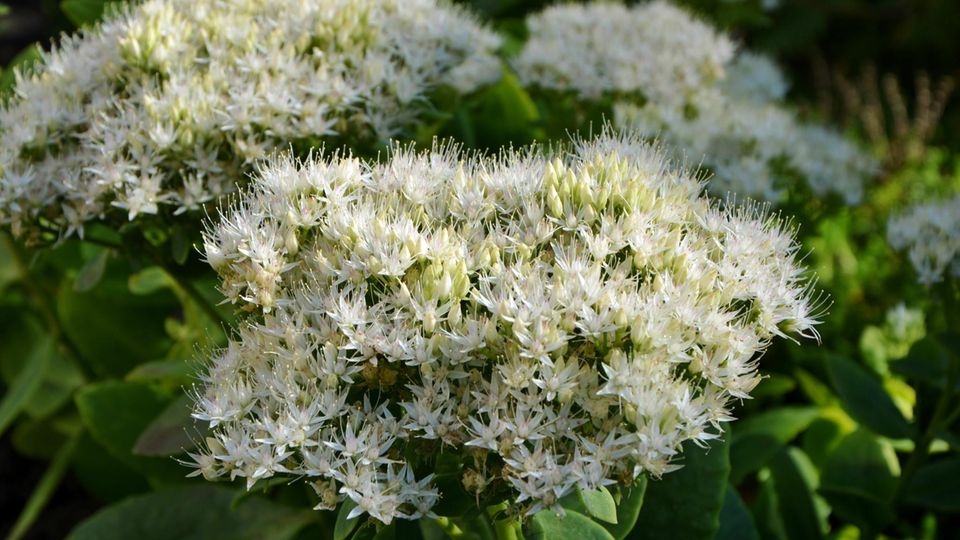 Im Spätsommer fliegen Schmetterlinge und Bienen auf die Fetthenne (auch Fettblatt oder Sedum genannt) 