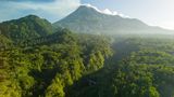 Eine grüne Waldlandschaft erstreckt sich. Im Hintergrund der Merapi Vulkan