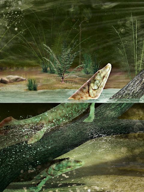 Tiktaalik Illustration