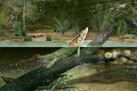 Tiktaalik Illustration