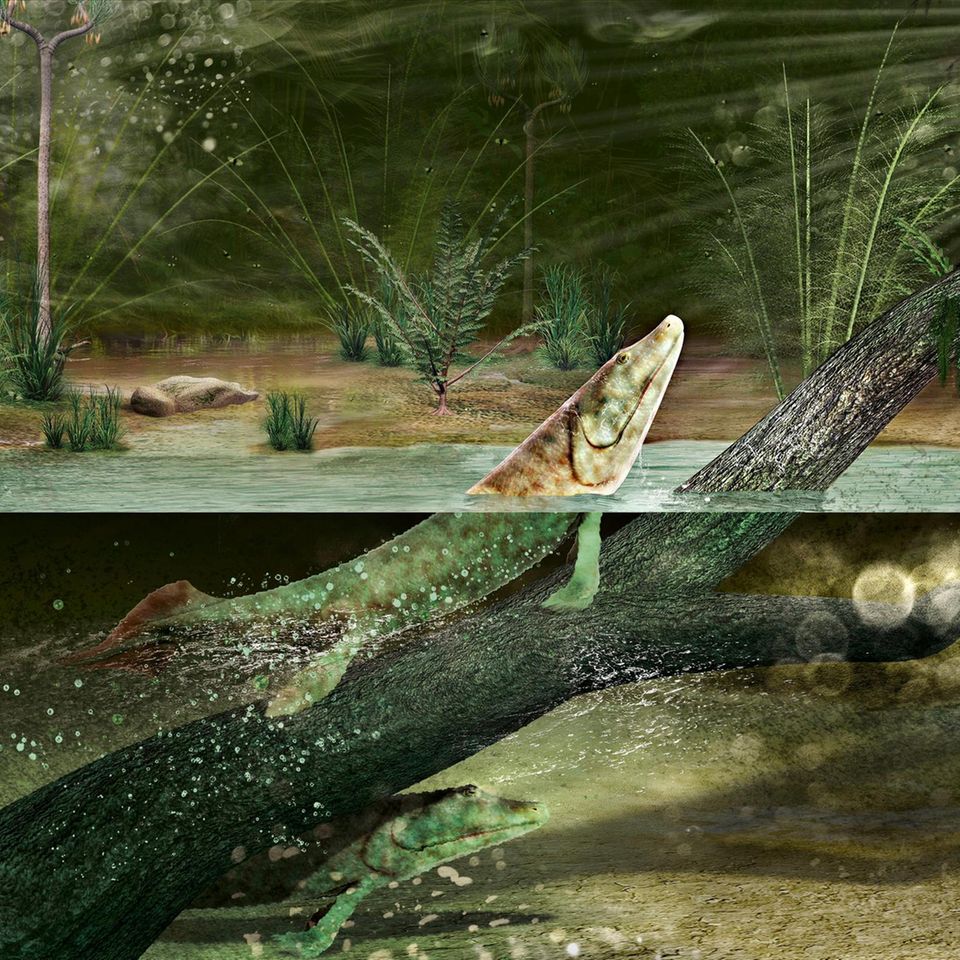 Tiktaalik Illustration