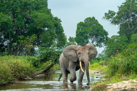 Waldelefant