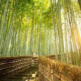 Treppe und Bambus im Arashiyama Bambuswald