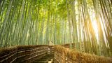 Treppe und Bambus im Arashiyama Bambuswald