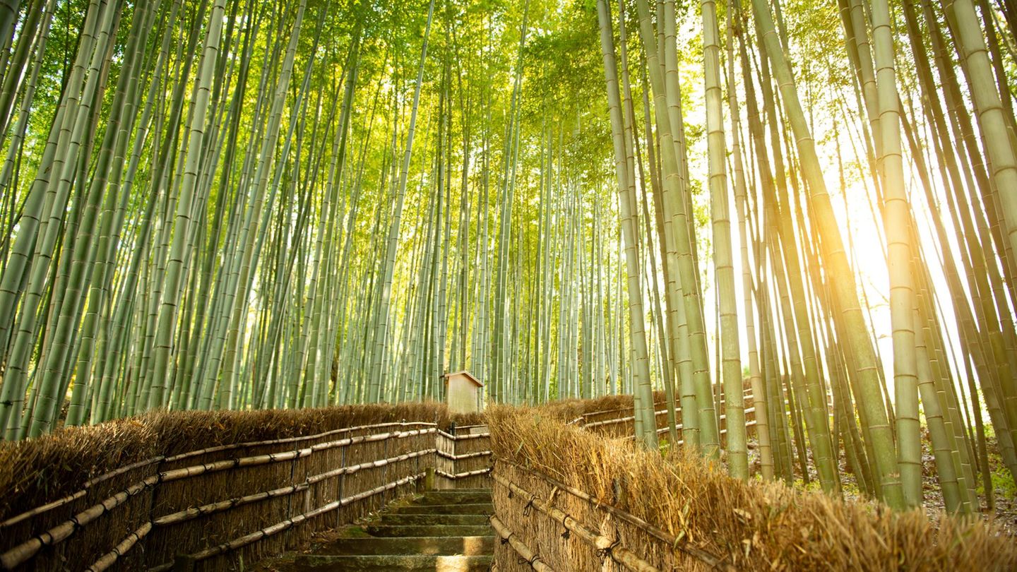 Festspiel der Sinne: der Arashiyama-Bambuswald Treppe und Bambus im Arashiyama Bambuswald
