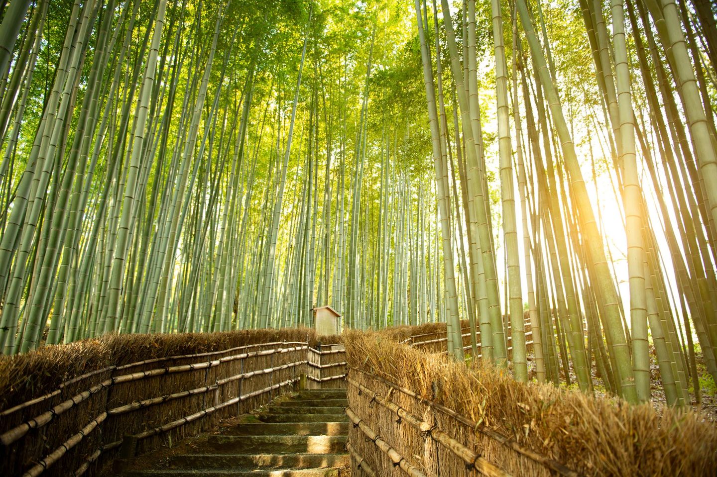 Festspiel der Sinne: der Arashiyama-Bambuswald Treppe und Bambus im Arashiyama Bambuswald