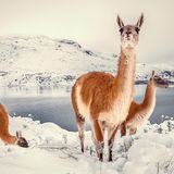 Guanakos im verschneiten Gebirge des Nationalparks Torres del Paine