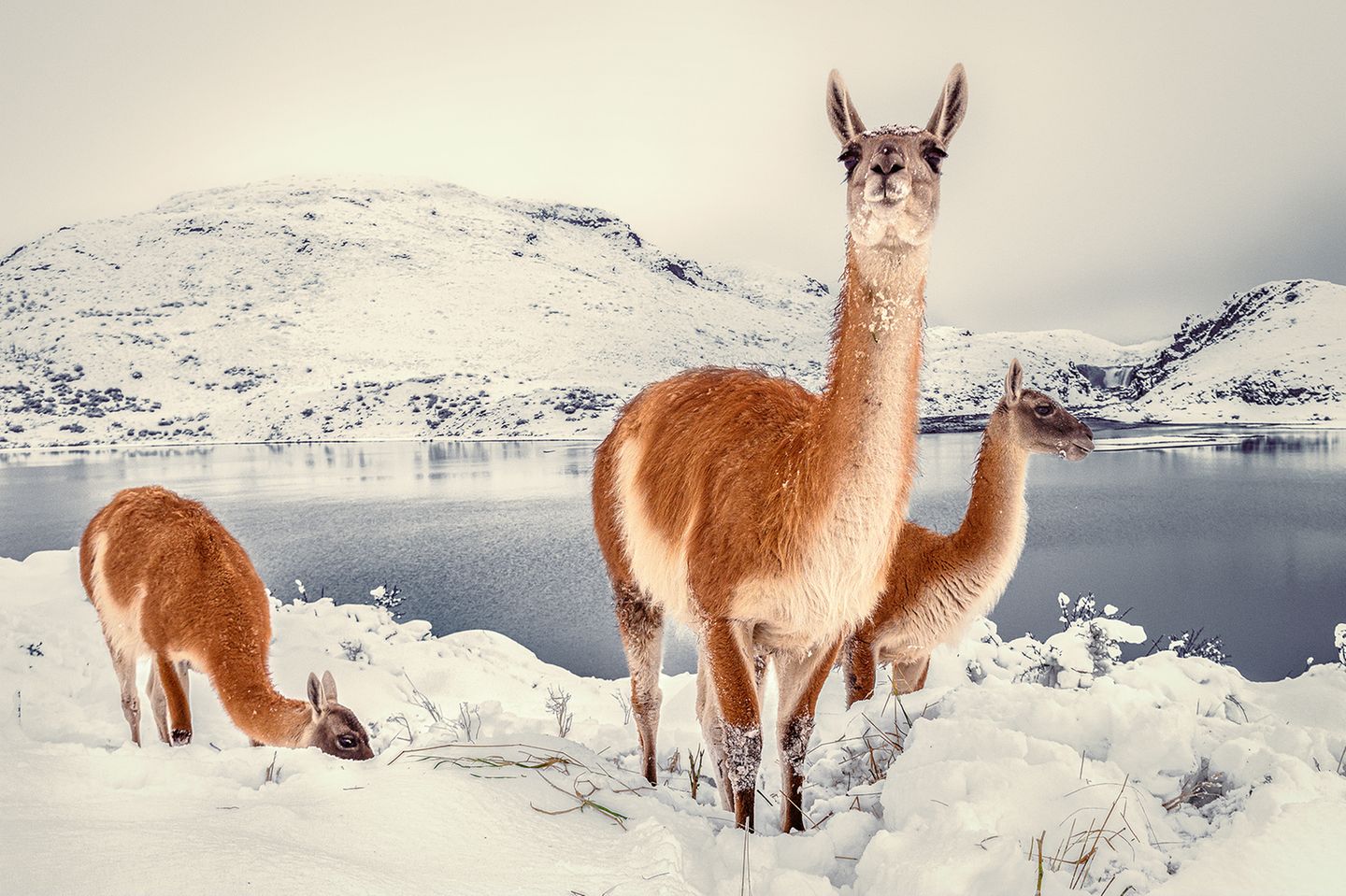 Guanakos im verschneiten Gebirge des Nationalparks Torres del Paine