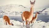 Guanakos im verschneiten Gebirge des Nationalparks Torres del Paine