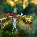 Quetzal sitzt auf einem Ast