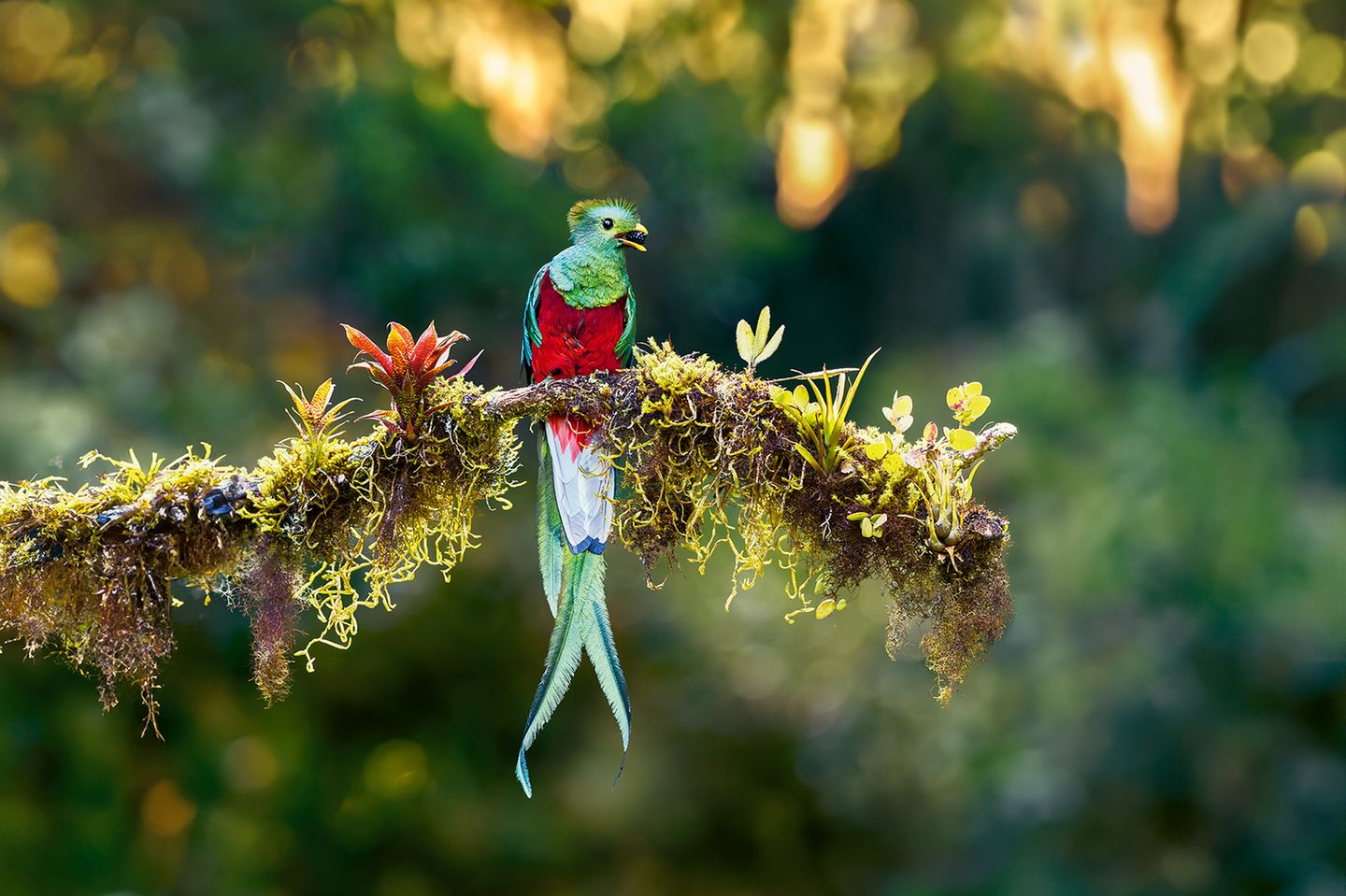 Farbenfroher Quetzal Quetzal sitzt auf einem Ast