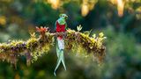 Quetzal sitzt auf einem Ast